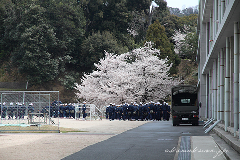 グラウンドに集まる学生と桜