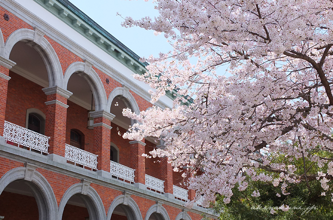 幹部候補生学校庁舎（旧海軍兵学校生徒館）の中庭と桜 ２ X10