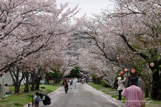 海田市駐屯地の桜並木 1