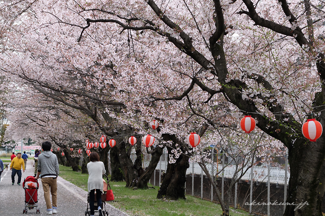 海田市駐屯地の桜並木 2