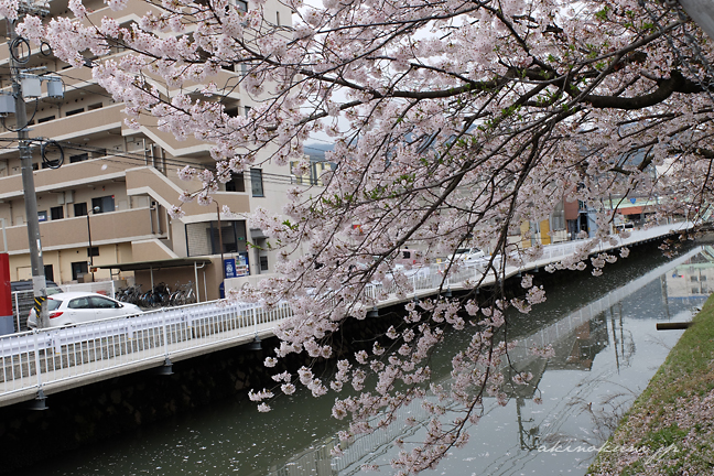 海田市駐屯地の桜並木 3