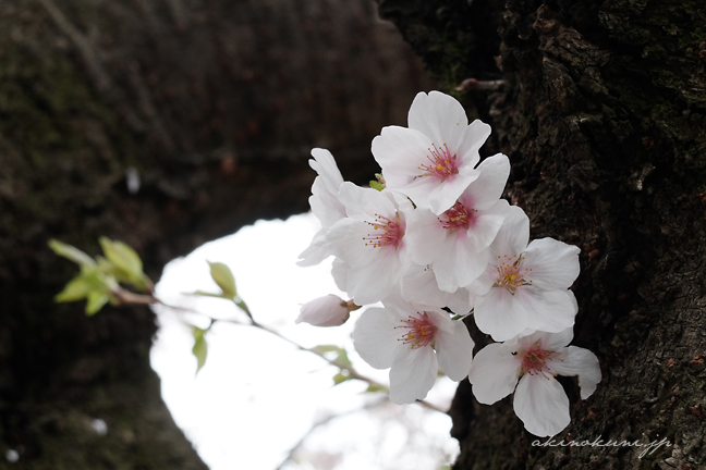 海田市駐屯地の桜