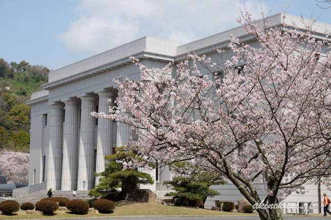 教育参考館と桜