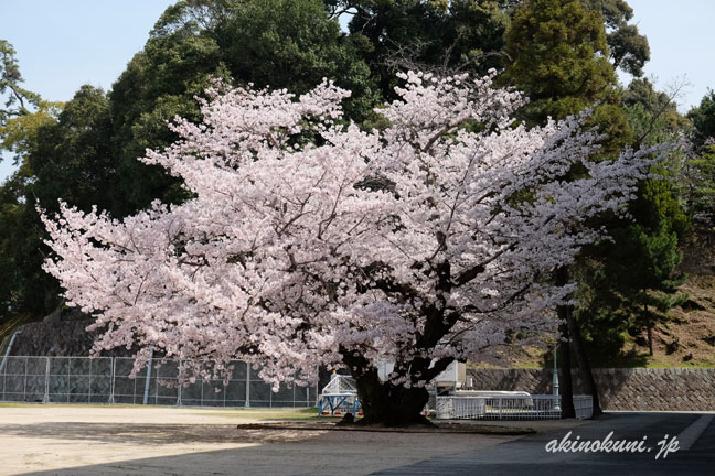 グランドの桜