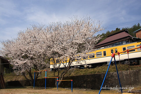 向原～井原市間のキハ40系と桜