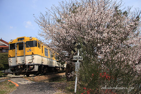 白木山～狩留家間のキハ40系と桜