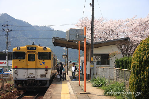 上深川駅のキハ40系と桜