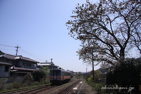 芸備線矢神駅にやってきたキハ120形と御衣黄桜