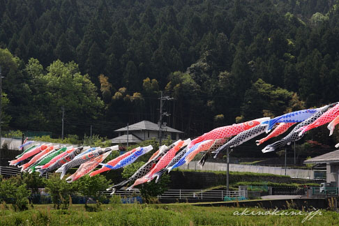 三篠川にかかる鯉のぼり