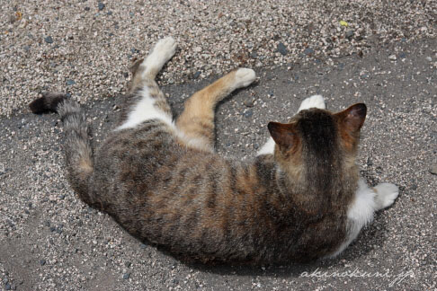 安野花の駅公園のねこ