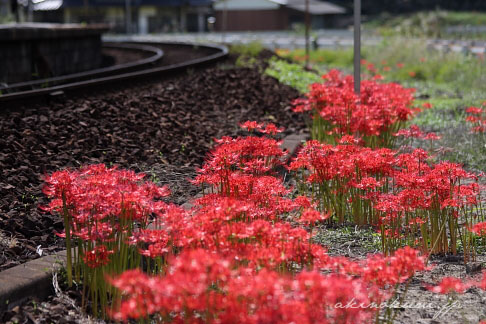 芸備線白木山駅そばに咲く彼岸花