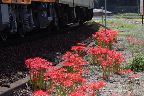 芸備線白木山駅そばに咲く彼岸花とキハ40系 1863D