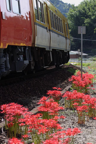 芸備線白木山駅そばに咲く彼岸花とキハ40系  1863D