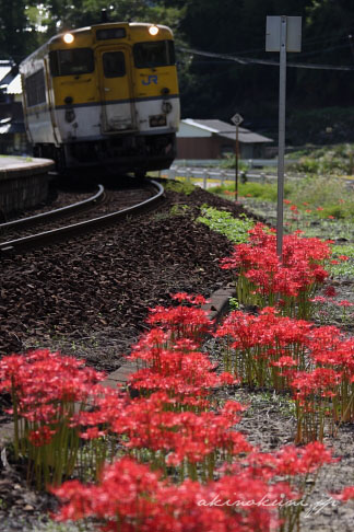 芸備線白木山駅そばに咲く彼岸花とキハ40系  3840D