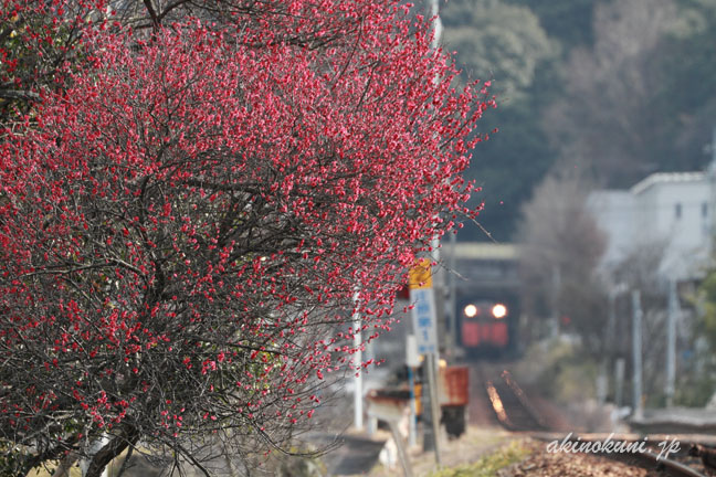 広島行き　1859D　と梅　上深川駅