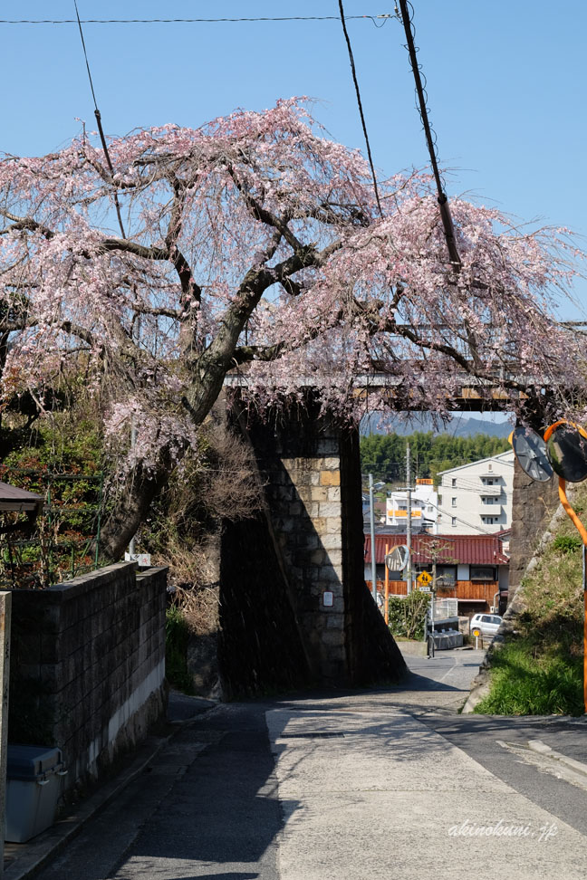 枝垂桜と芸備線の線路