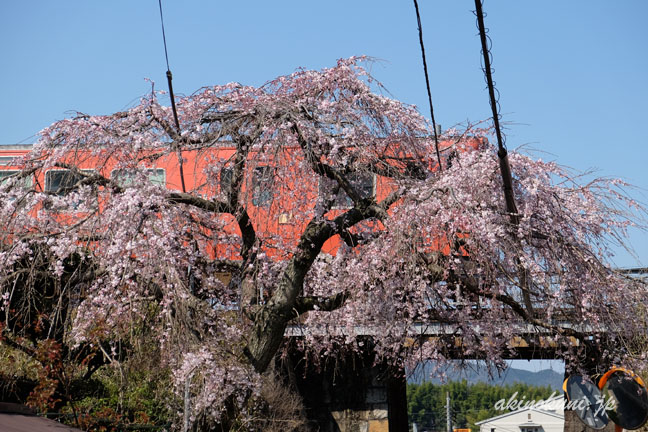 枝垂桜と芸備線キハ　たらこ色　横構図