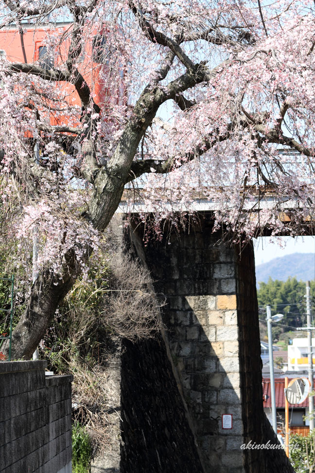 枝垂桜と芸備線キハ　たらこ色　縦構図