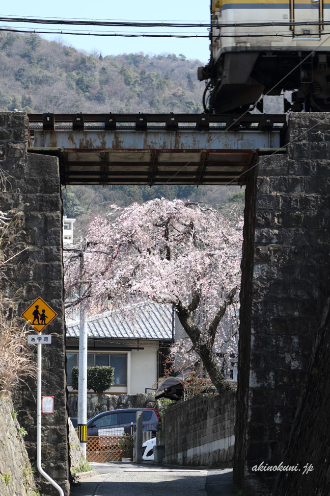 枝垂桜と芸備線キハ　たらこ色　縦構図　反対側から