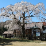 地久院のしだれ桜_1（2018年4月19日）