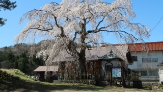 地久院のしだれ桜_1（2018年4月19日）