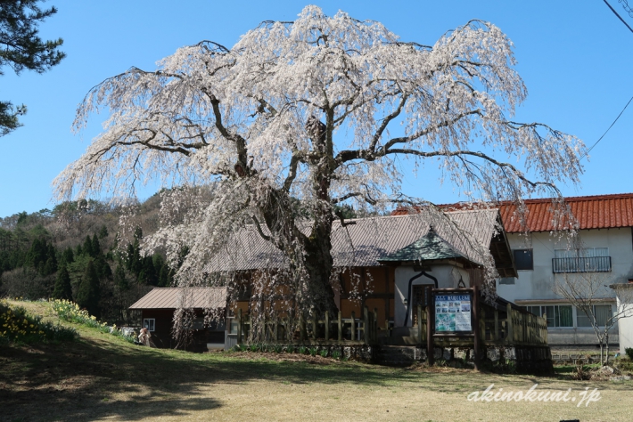 地久院のしだれ桜_1（2018年4月19日）