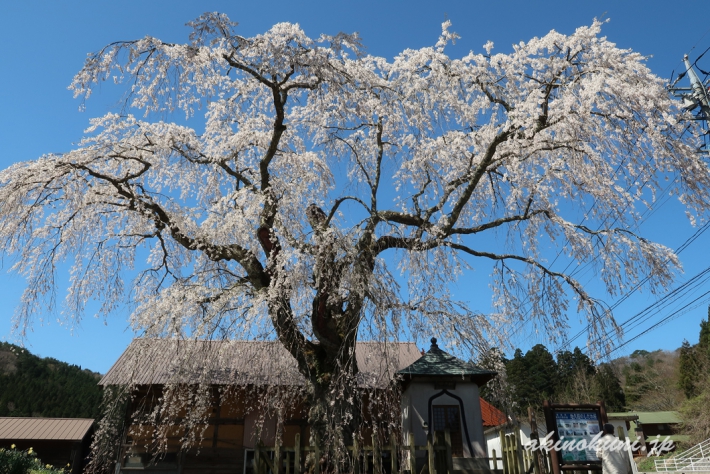 地久院のしだれ桜_2（2018年4月19日）