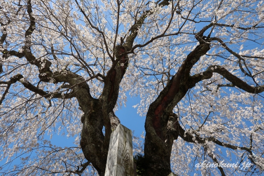 地久院のしだれ桜_4(2018年4月19日)