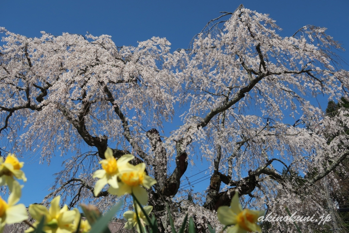 地久院のしだれ桜_5（2018年4月19日）