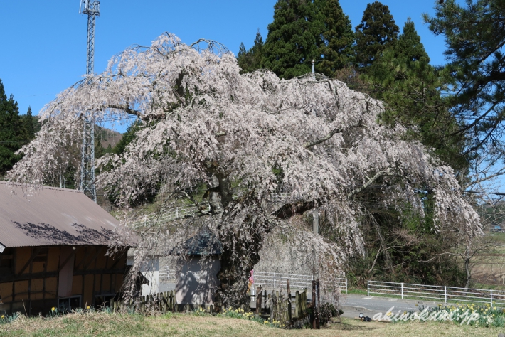 地久院のしだれ桜_3（2018年4月19日）