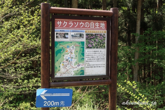 サクラソウの自生地 案内板