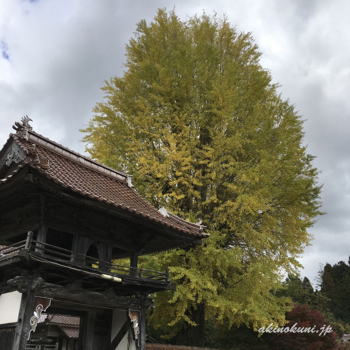 西教寺の大銀杏-3（2018年10月28日：iPadで撮影）