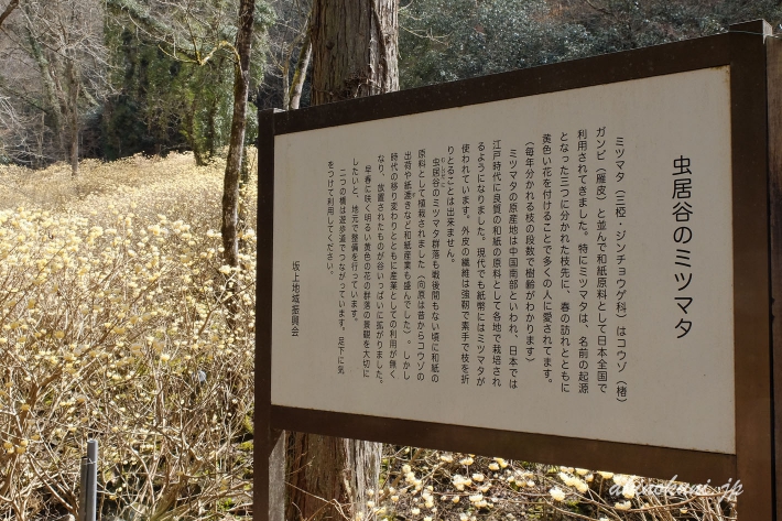 安芸高田市向原坂寺山 虫居谷のミツマタ 説明板