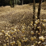 安芸高田市向原坂寺山 虫居谷のミツマタ 2019年