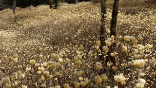 安芸高田市向原坂寺山 虫居谷のミツマタ 2019年