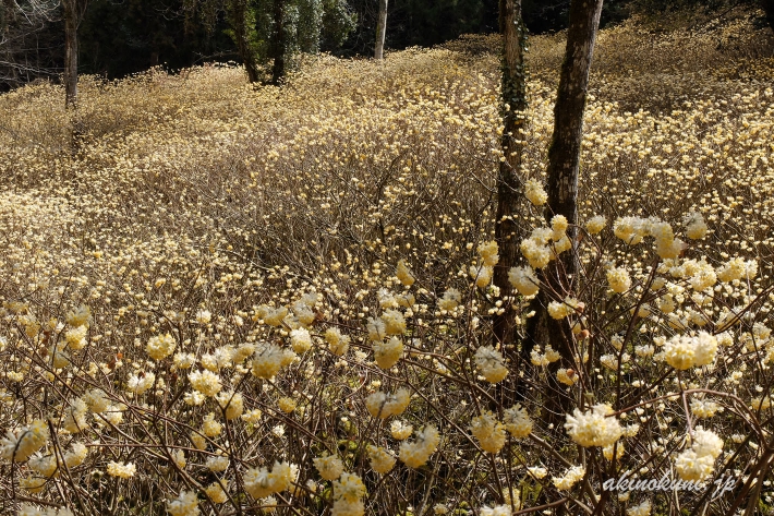 安芸高田市向原坂寺山 虫居谷のミツマタ 2019年