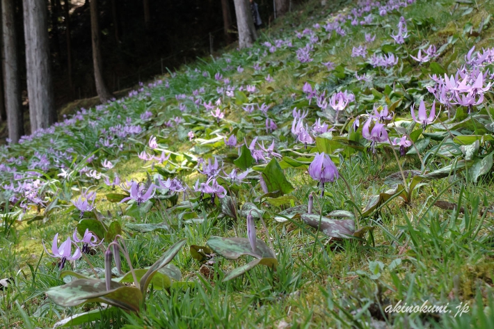 斜面に拡がるかたくりの花