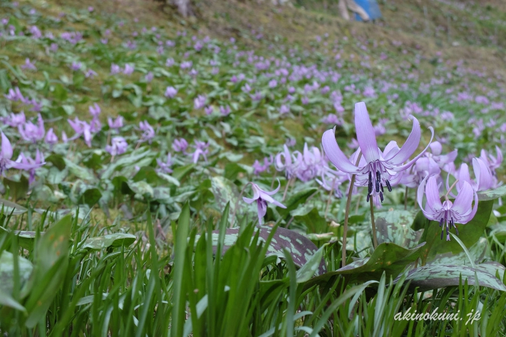 斜面に拡がるかたくりの花 2