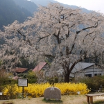 湯の山温泉のしだれ桜（竹下桜）