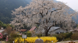 湯の山温泉のしだれ桜（竹下桜）