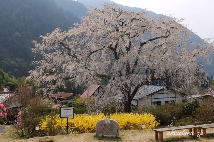 湯の山温泉のしだれ桜（竹下桜）