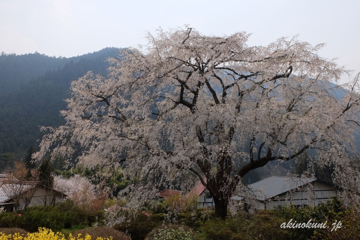 湯の山温泉のしだれ桜（竹下桜）