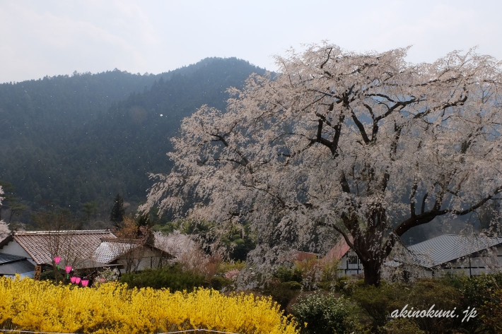 花びらが舞う湯の山温泉のしだれ桜