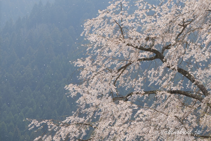 湯の山温泉のしだれ桜 舞う花びら