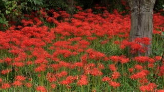 吉賀町の彼岸花 栗の木とともに