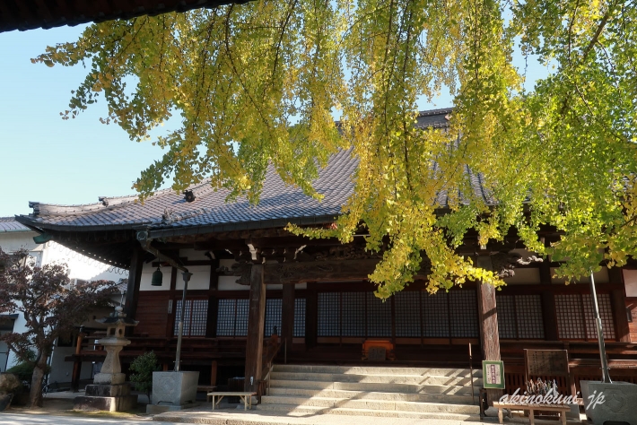 安楽寺の垂れ下がる銀杏の枝