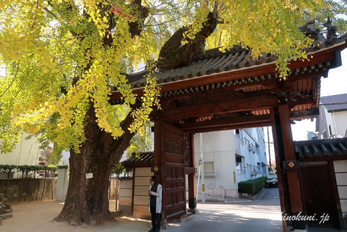 安楽寺の門と銀杏 境内から