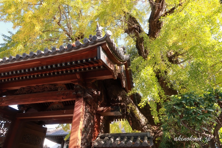 安楽寺 門を貫く銀杏