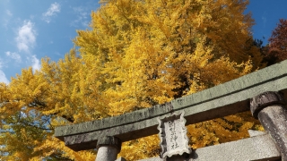 筒賀の大銀杏（2019年11月13日）鳥居とともに