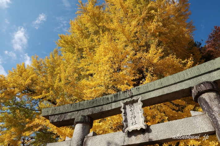 筒賀の大銀杏（2019年11月13日）鳥居とともに